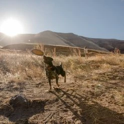 Cheapest ❤️ Ruffwear 🐶 Dog Toys & Accessories Hover Craft 🐶 Dog Toy 😉 -Dog Packs & Accessories Sales WAVORA D7